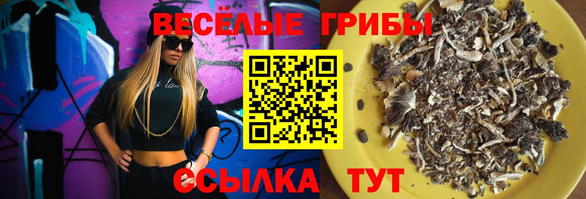 Псилоцибиновые грибы Psilocybine cubensis Бугульма
